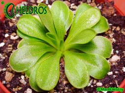 Pinguicula MORANENSIS - Molango