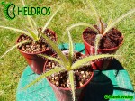 Rosiczka Drosera REGIA