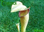 MK A21
Sarracenia Alata var. rubrioperculata. Heavy veined, red lid and throat. Perry County, MS W