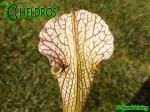 MK H121 Kapturnica Sarracenia x areolata x leucophylla JWe 2004 Stunning plant with tall white topped, green veined stocky pitchers