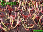 SARRACENIA LEUCOPHYLLA WhiteRed