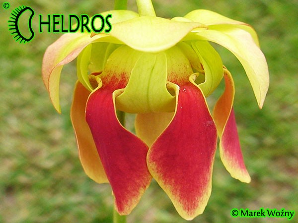 MK H126 Sarracenia x Dino Almacolle rubra subsp. jonesii x minor var. okefenokeensis Furio Ersetti, 2004