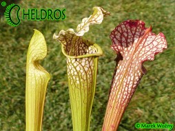 MK H121 Sarracenia x areolata x leucophylla