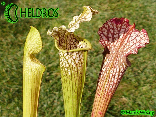 MK H121 Kapturnica Sarracenia x areolata x leucophylla JWe 2004 Stunning plant with tall white topped, green veined stocky pitchers