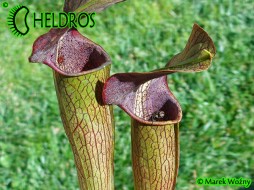 MK A22 Sarracenia Alata var. atrorubra