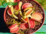 Dionaea Muscipula Muchołówka Coquillage