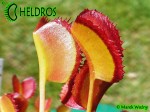 Muchołówka Dionaea Muscipula  Korean Melody Shark