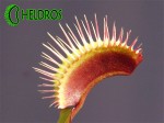Dionaea Muscipula Muchołówka AKAI RYU - RED DRAGON