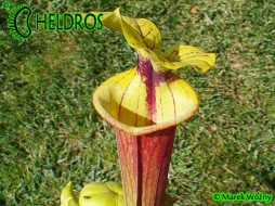 MK F97 Sarracenia Flava var. rubricorpora