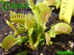 Dionaea Muscipula Muchołówka Trichterfalle - Funnel Trap