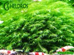 Mech Phoenix moss Fissidens fontanus
