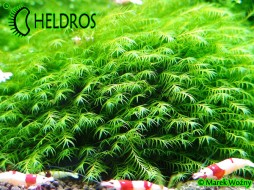 PHOENIX MOSS - Fissidens fontanus
