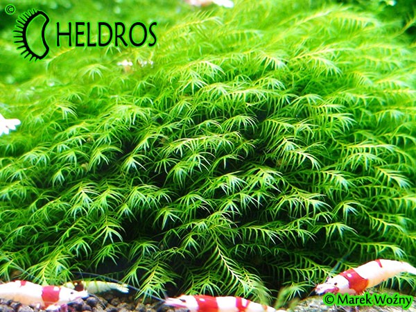Mech Phoenix moss Fissidens fontanus