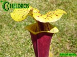 MK F190 Sarracenia Flava var. rubricorpora Dave Richardson. Tall, deep maroon pitchers.