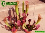Kapturnica Sarracenia FIONA