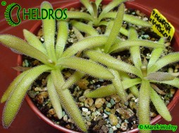 Pinguicula AGNATA X GYPSICOLA