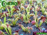 Dionaea Muscipula Muchołówka UK SAWTOOTH 2