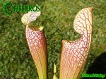 MK L55 Sarracenia Leucophylla Tarnok ,W. Mutant flower form