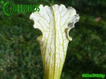 MK L4 Sarracenia Leucophylla Schnells Ghost,Yellow flowered form,W,AP