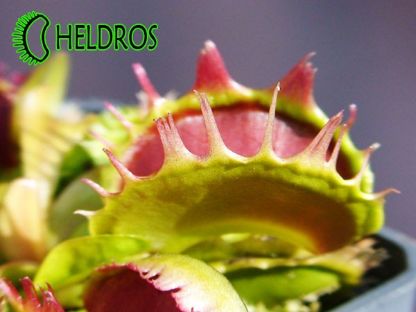 Dionaea Muscipula Muchołówka FUSED TOOTH
