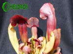 Kapturnica SARRACENIA x BARBAPAPA