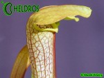 Sarracenia Kapturnica MK H101 Sarracenia x Hummer Hammerhead DC 2004