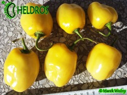 YELLOW GIANT ROCOTO - 10 seeds