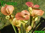 Kapturnica Sarracenia Flava var. cuprea,olive/Copper top, North Carolina,WSPW,F09