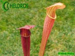 MK A5 Sarracenia Alata var. atrorubra. All red form, Mississippi W,PW