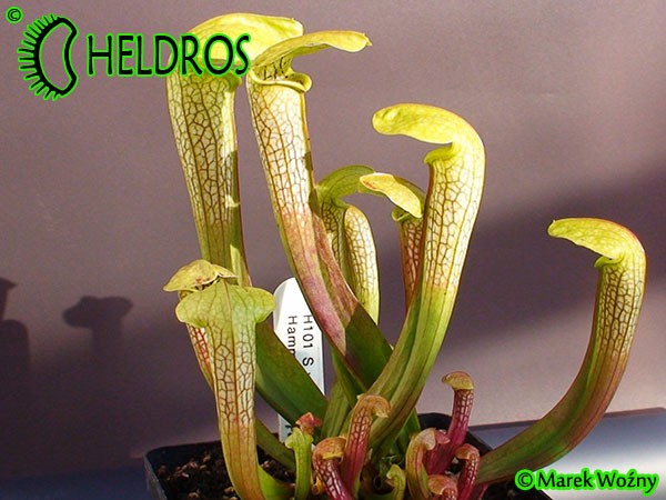 Sarracenia Kapturnica MK H101 Sarracenia x Hummer Hammerhead DC 2004