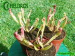 Kapturnica SARRACENIA x BARBAPAPA