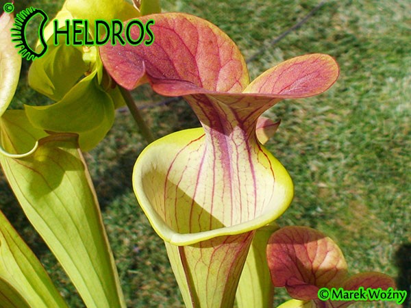 MK F27B Sarracenia Flava var. atropurpurea All red form, Blackwater River State Forest, FL. W,AP