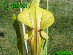 MK F83 Sarracenia Flava var. rubricorpora, Holley, FL,WF36B,PM Red tube, Plant has a prominent throat patch.