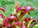 Dionaea Muscipula muchołówka Dingley Giant