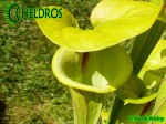 MK F35	Sarracenia Flava var. ornata,Gulf Coast. Heavy veins, Apalachicola National Forest, FL. W,AH An Alan Hindle plant acquired by MK in 1993.  Fine maroon veins and splash of maroon in throat. 