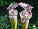 MK L31 Sarracenia Leucophylla Red  white, large stocky pitcher, red lip AP