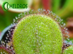 Leafs of  Drosera MACROPHYLLA ssp. MACROPHYLLA. Liść Rosiczki Macrophylla ssp. Macrophylla