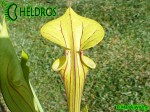 MK F83 Sarracenia Flava var. rubricorpora, Holley, FL,WF36B,PM Red tube, Plant has a prominent throat patch.
