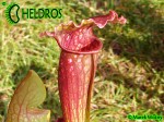Kapturnica Sarracenia FIONA
