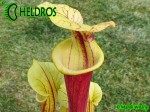 MK F161 Sarracenia Flava var. rubricorpora Apalachicola National Forest, FL. W, F58,JA