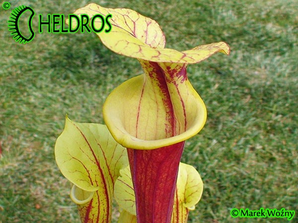 MK F161 Sarracenia Flava var. rubricorpora Apalachicola National Forest, FL. W, F58,JA