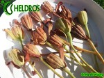 Darlingtonia californica seed pods