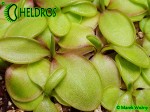 Pinguicula Tłustosz spec. Pachuca