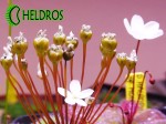 Flowers of  Drosera MACROPHYLLA ssp. MONANTHA