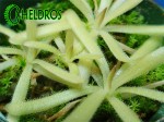 TŁUSTOSZ PINGUICULA GRACILIS x MOCTEZUMAE