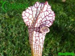 MK L30 Sarracenia leucophylla Red  white, Viv Topham