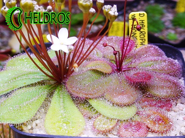 Adult Drosera MACROPHYLLA ssp. MONANTHA