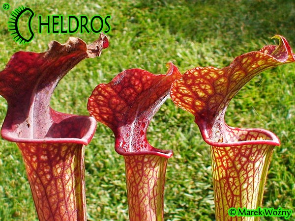 MK H62 Kapturnica Sarracenia x moorei. Large red veined pitchers to more than 1m tall. Mark Wesson