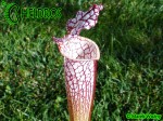 MK L30 Sarracenia leucophylla Red  white, Viv Topham