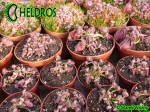 Cefalotus Bukłakowaty - CEPHALOTUS FOLLICULARIS